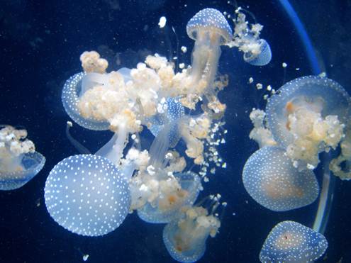 2.meduzos
