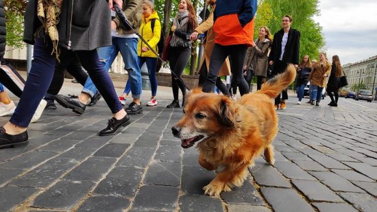 Žurnalistikos studentės Miglės Krancevičiūtės keturkojis bičiulis Doris žygiavo kartu su visais. Dainiaus Radzevičiaus nuotr.