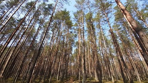 Miškas. Autoriaus nuotrauka